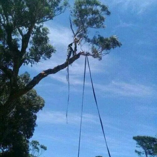 high-risk-tree-cuting-port-elizabeth.jpeg