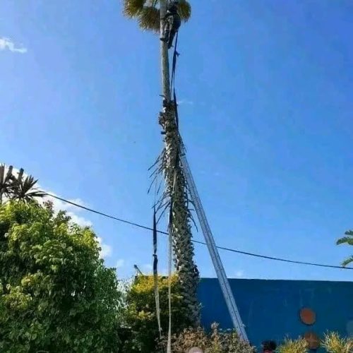 high-risk-tree-felling-port-elizabeth-2-1.jpeg
