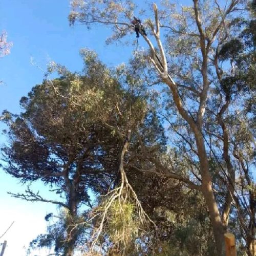 high-risk-tree-felling-port-elizabeth-2.jpeg