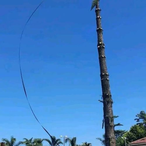 high-risk-tree-felling-port-elizabeth-3.jpeg