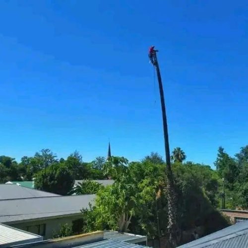 high-risk-tree-felling-port-elizabeth.jpeg