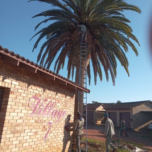 palm-tree-trimming-port-elizabeth-3.jpeg