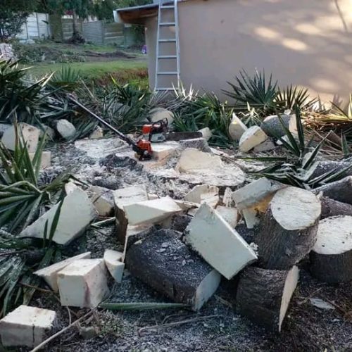 stump-removal-port-elizabeth-2.jpeg