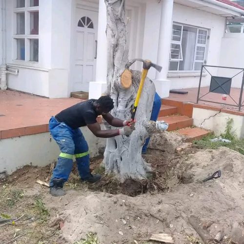 stump-removal-port-elizabeth.jpeg