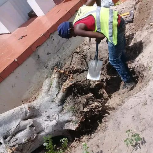 stump-removal-service-port-elizabeth-2.jpeg