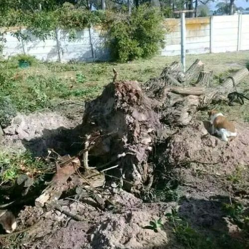stump-uprooting-port-elizabeth-2.jpeg